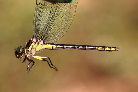 Image of Riverine Clubtail