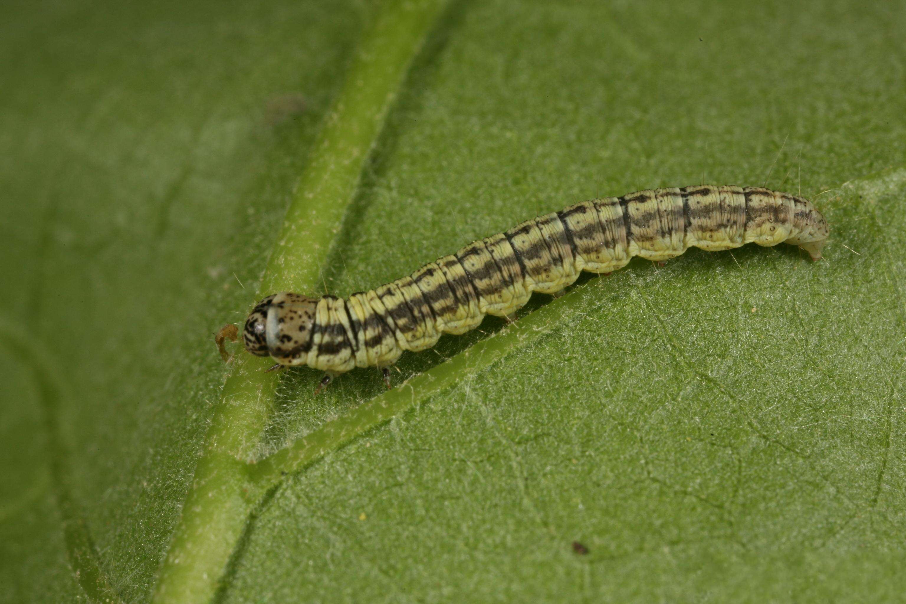 Image of Acrobasis tumidana Schiffermüller 1775