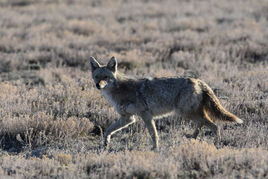 Image of American jackal