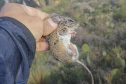 Image of Perote Deer Mouse