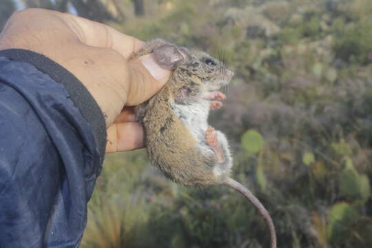 Imagem de Peromyscus bullatus Osgood 1904