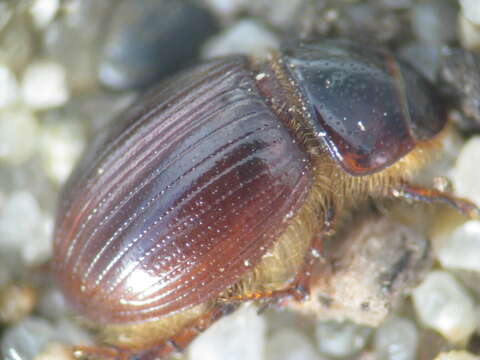 Image of Cresent Dune Scarab Beetle