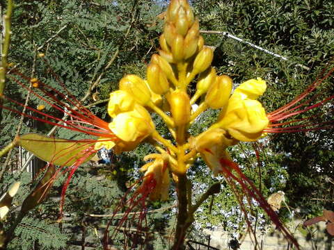 Image of bird-of-paradise shrub