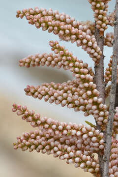 Imagem de Tamarix gallica L.