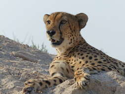 Image of Sudan cheetah