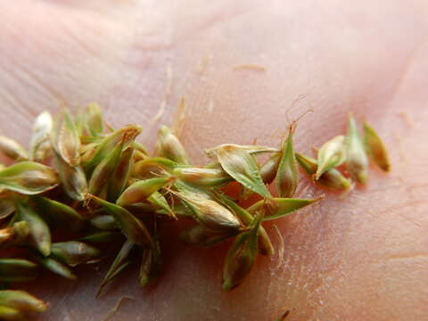 Image of Thick-Head Sedge