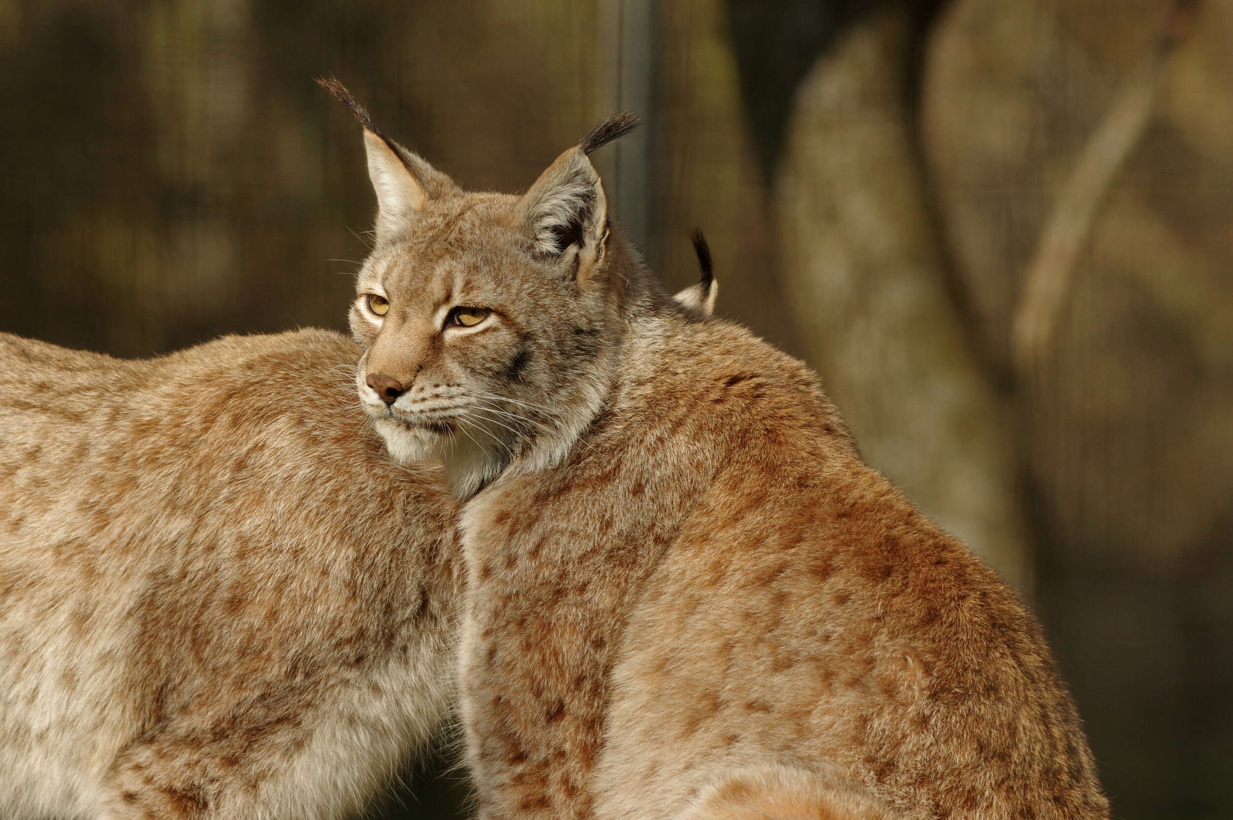 Image of Lynx lynx isabellinus (Blyth 1847)