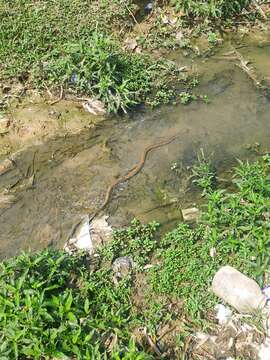 Image of Checkered Keelback Snake