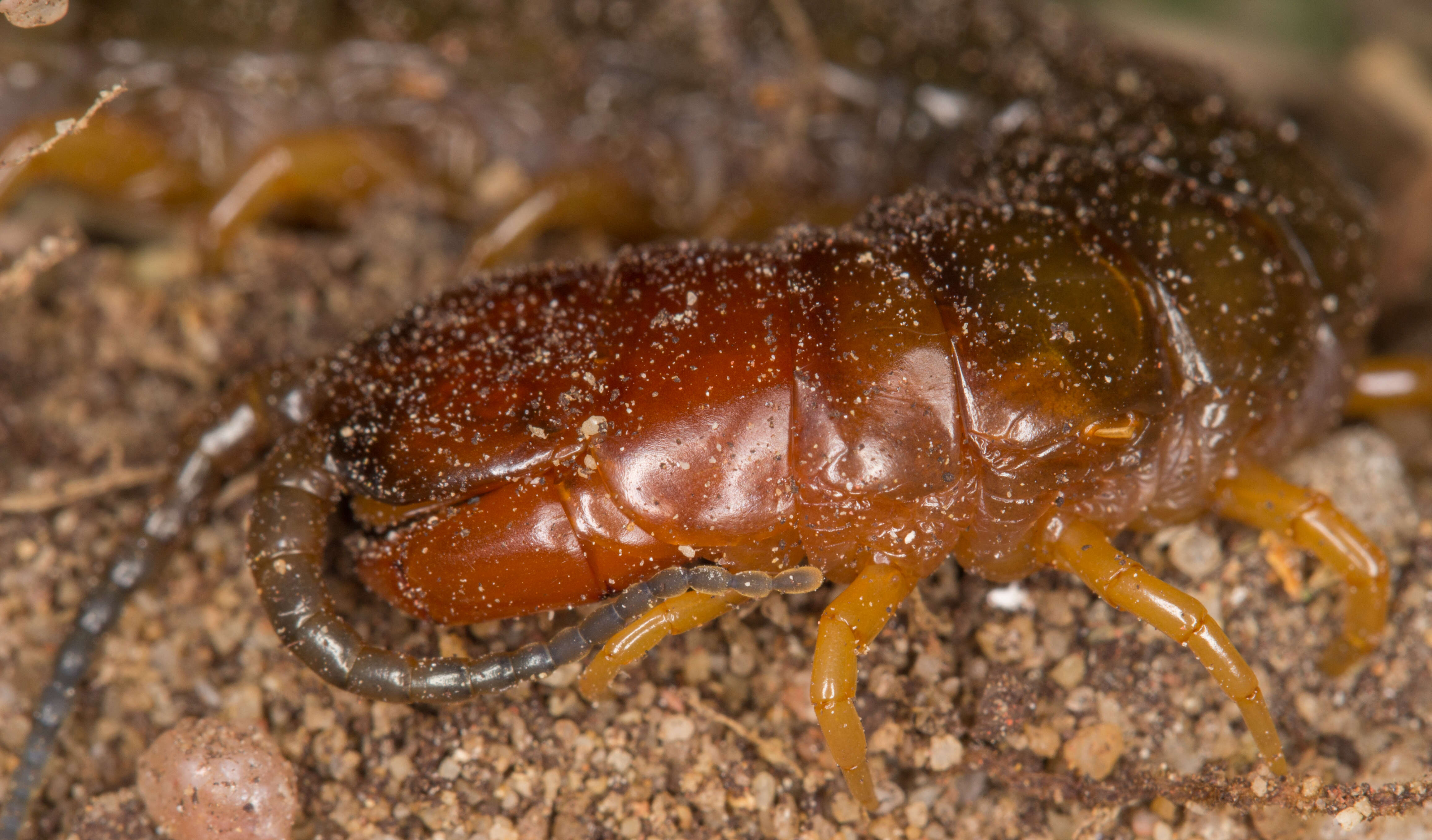 Image of Cryptopidae Kohlrausch 1881