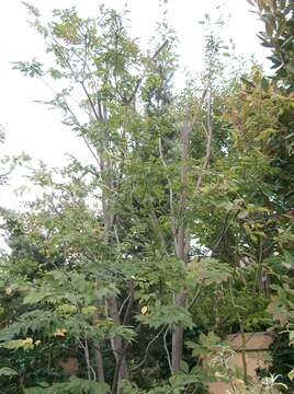 Слика од Carpinus laxiflora (Siebold & Zucc.) Blume