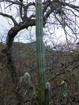 Pilosocereus quadricentralis (E. Y. Dawson) Backeb. resmi