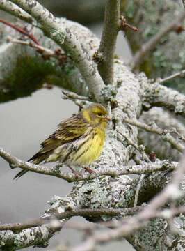 Image of serin, european serin