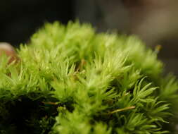 Image of aulacomnium moss