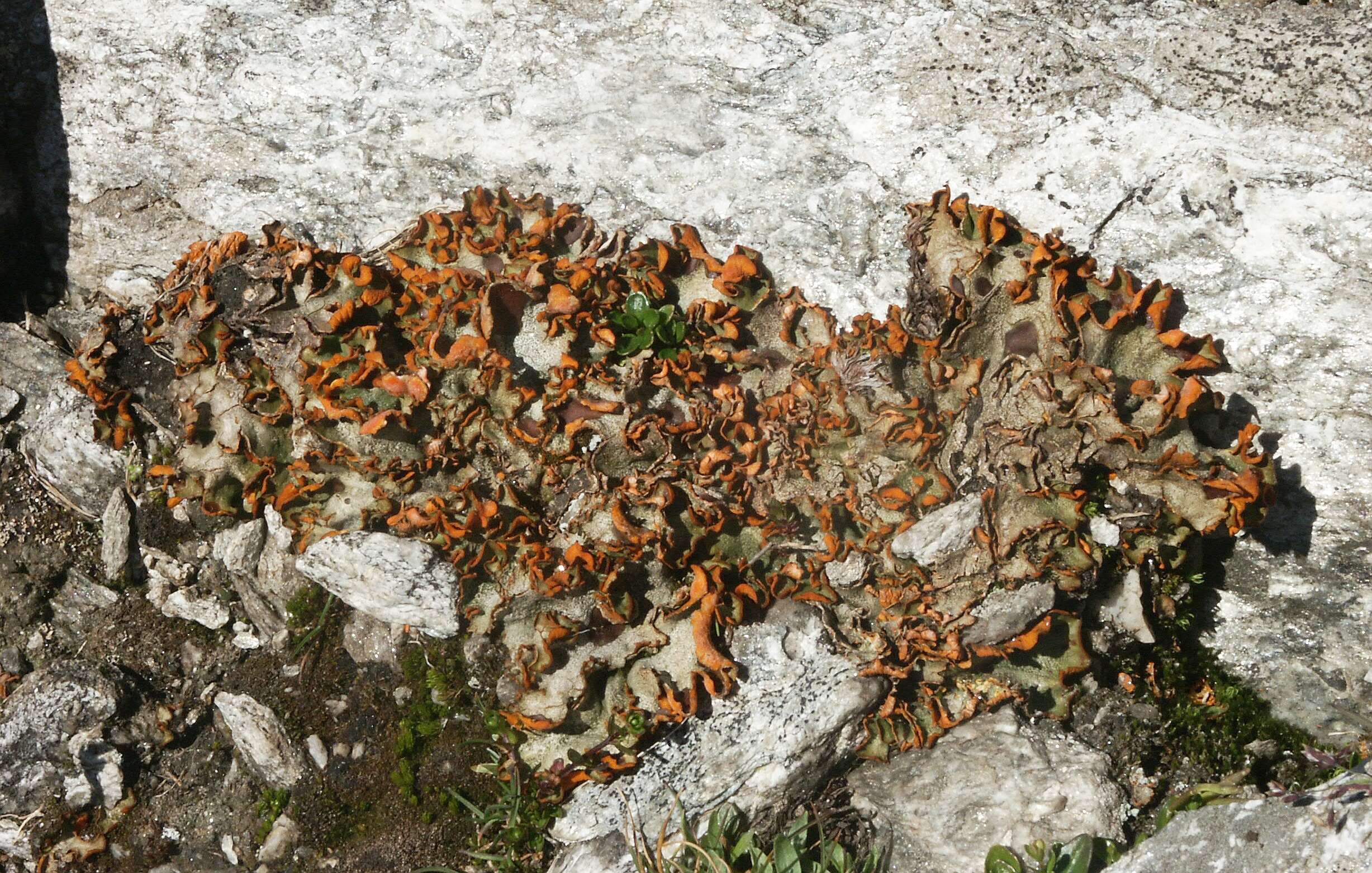 Image of chocolate chip lichen