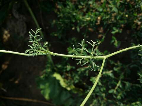 Imagem de Ammi majus L.