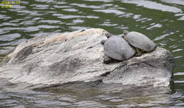 Image of Northern Chinese softshell turtle