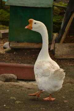 Image of Swan Goose