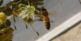 Image de Apis mellifera syriaca