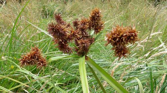 Image of Cyperus lucidus R. Br.