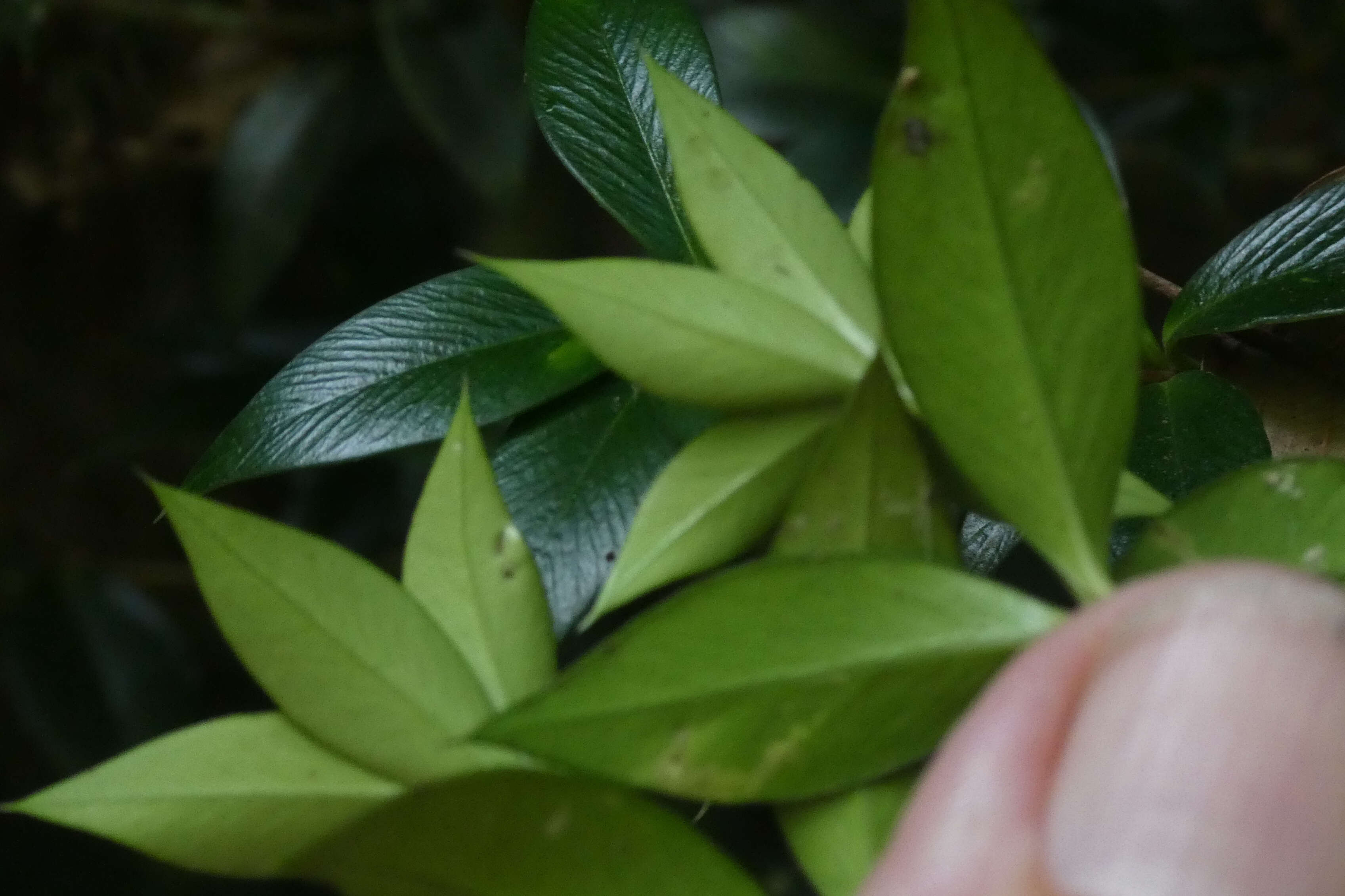 Image of Chain Fruit