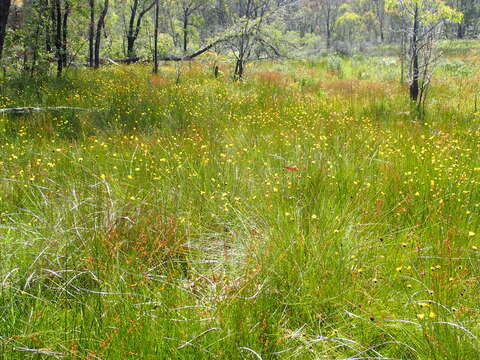 Image de Xyris gracilis R. Br.