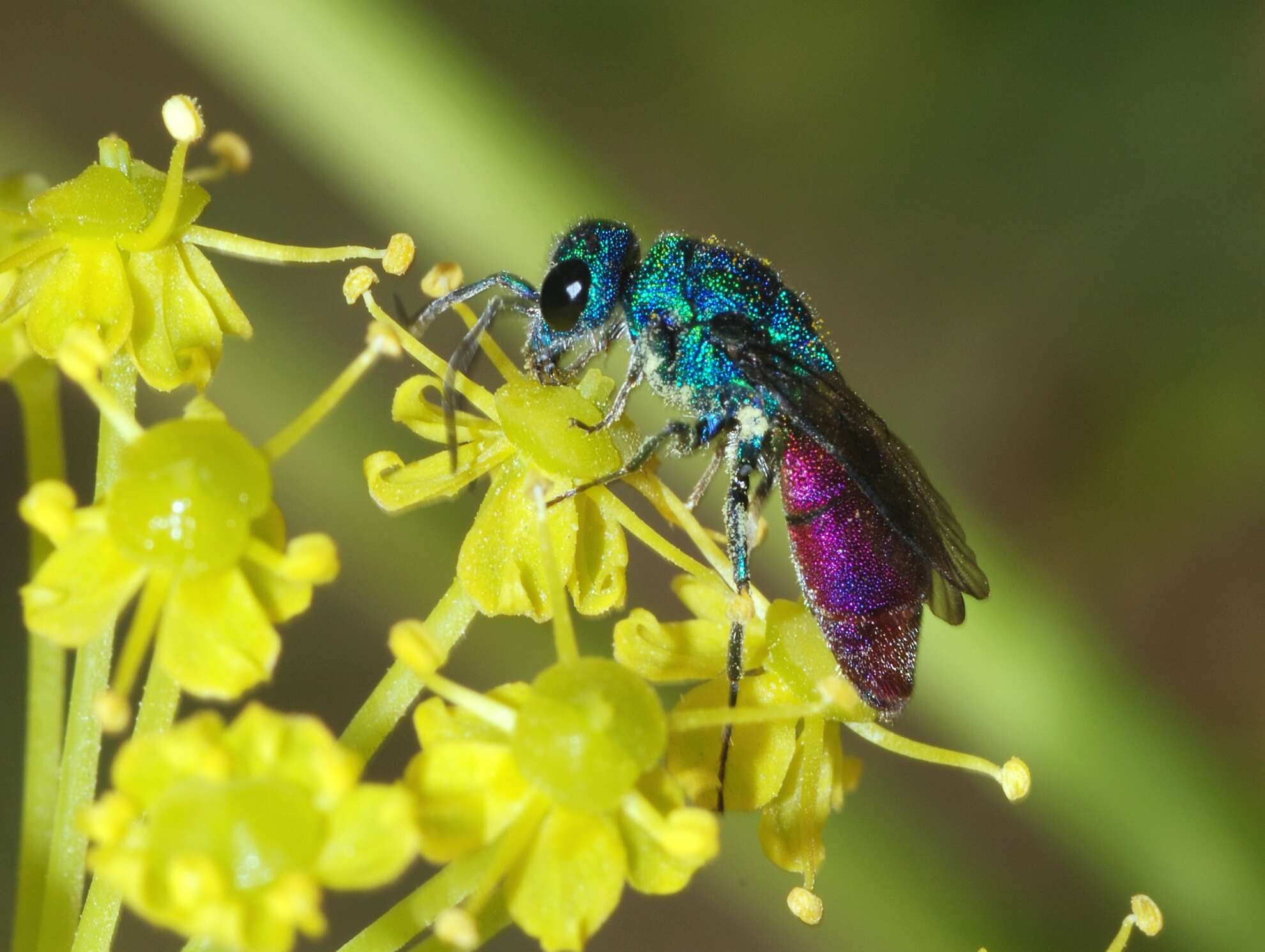 Image of Chrysura refulgens