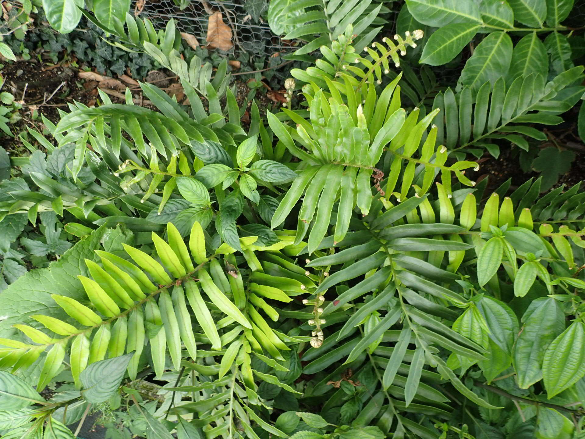 Image of Lomariocycas tabularis (Thunb.) Gasper & A. R. Sm.