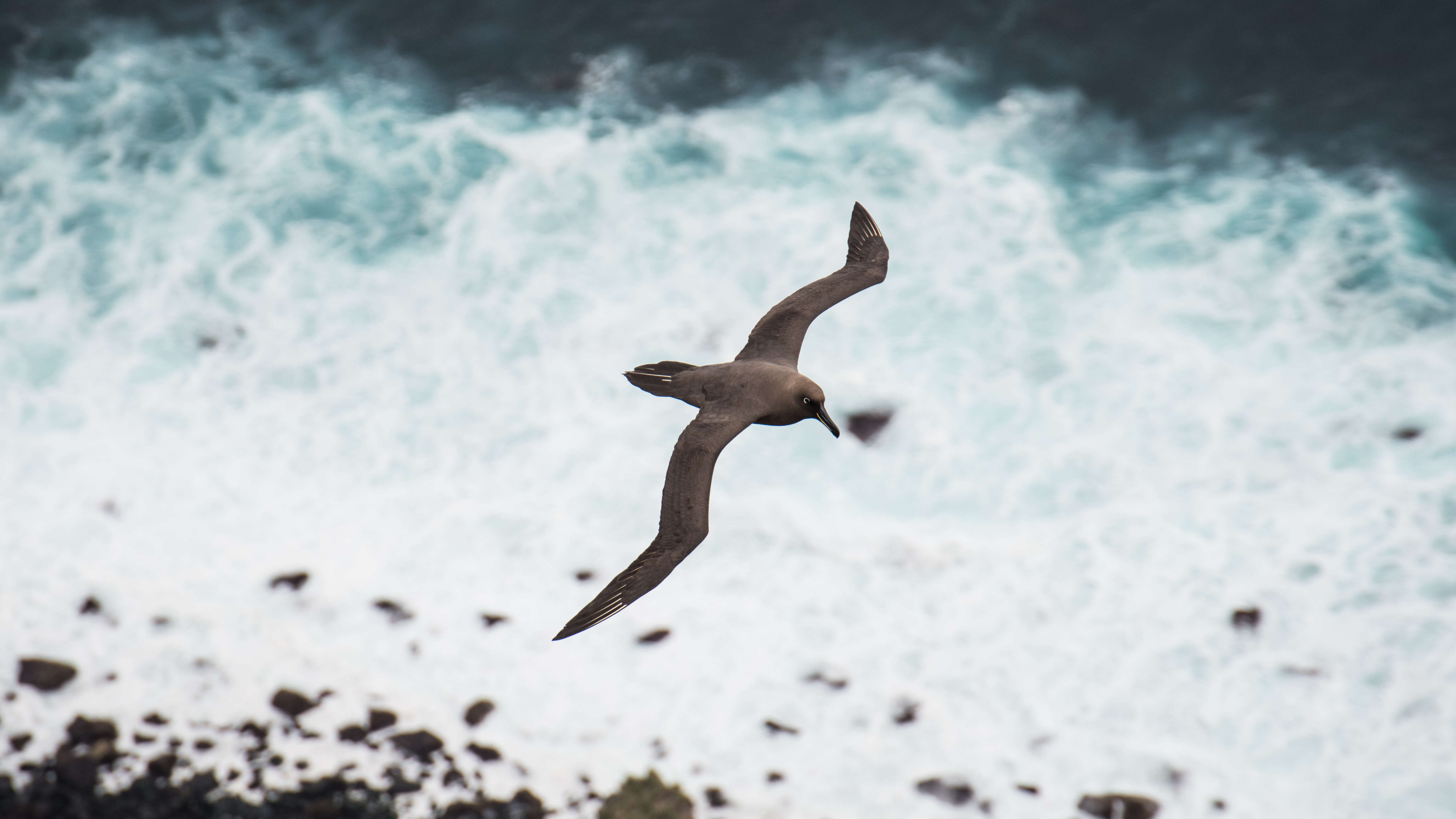 İsli albatros resmi