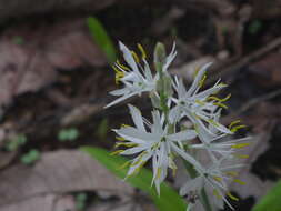 Image of Chlorophytum borivilianum Santapau & R. R. Fern.