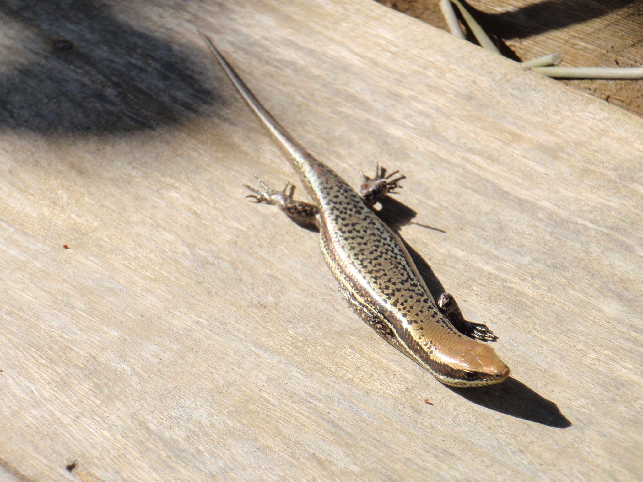 Image of Central American Mabuya