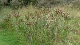 Слика од Cyperus lucidus R. Br.