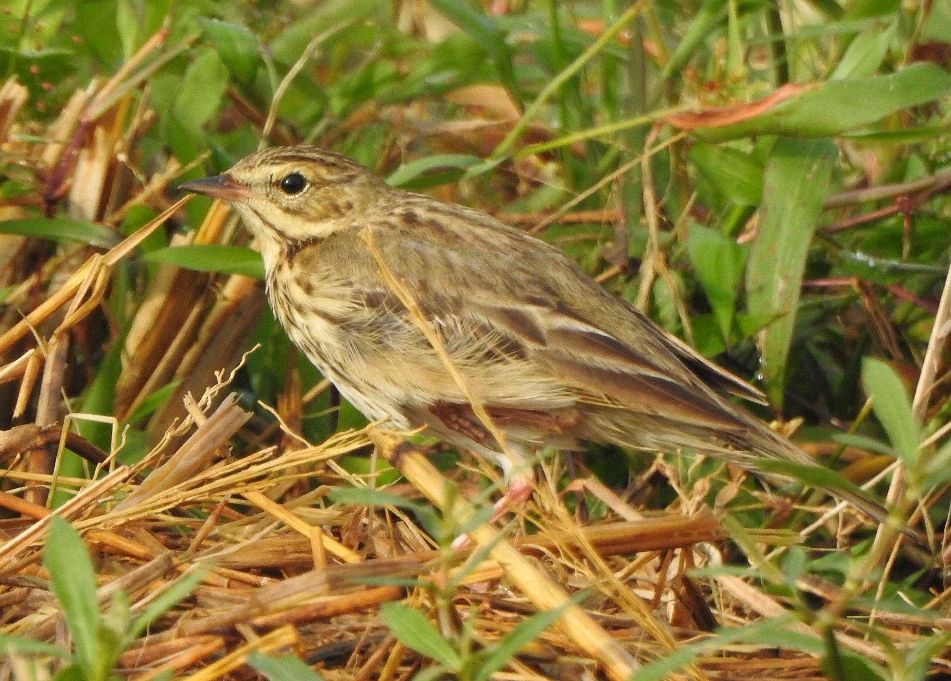 Image of Tree Pipit