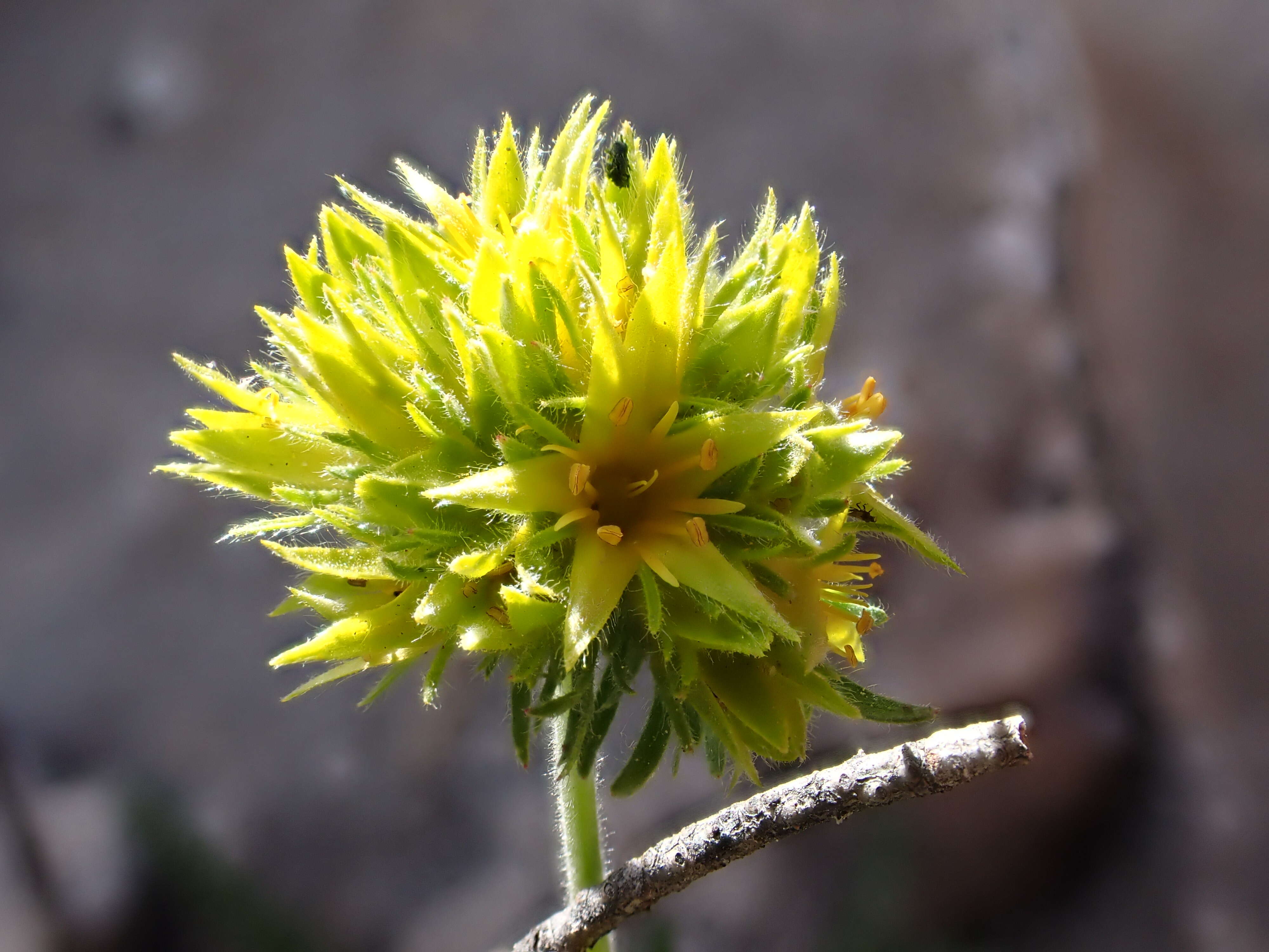 Image de Ivesia gordonii (Hook.) Torr. & Gray