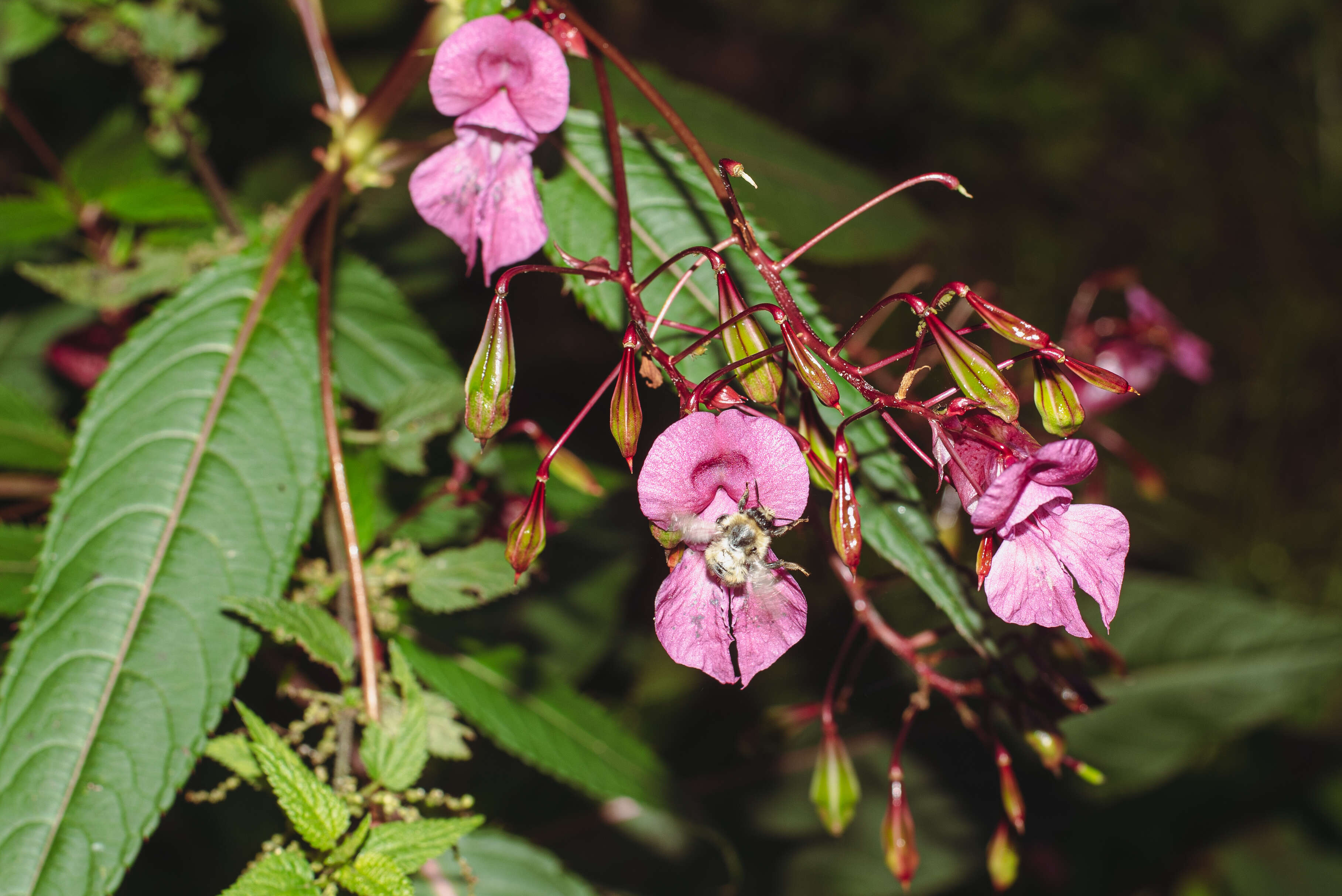 Image of Shrill carder bee