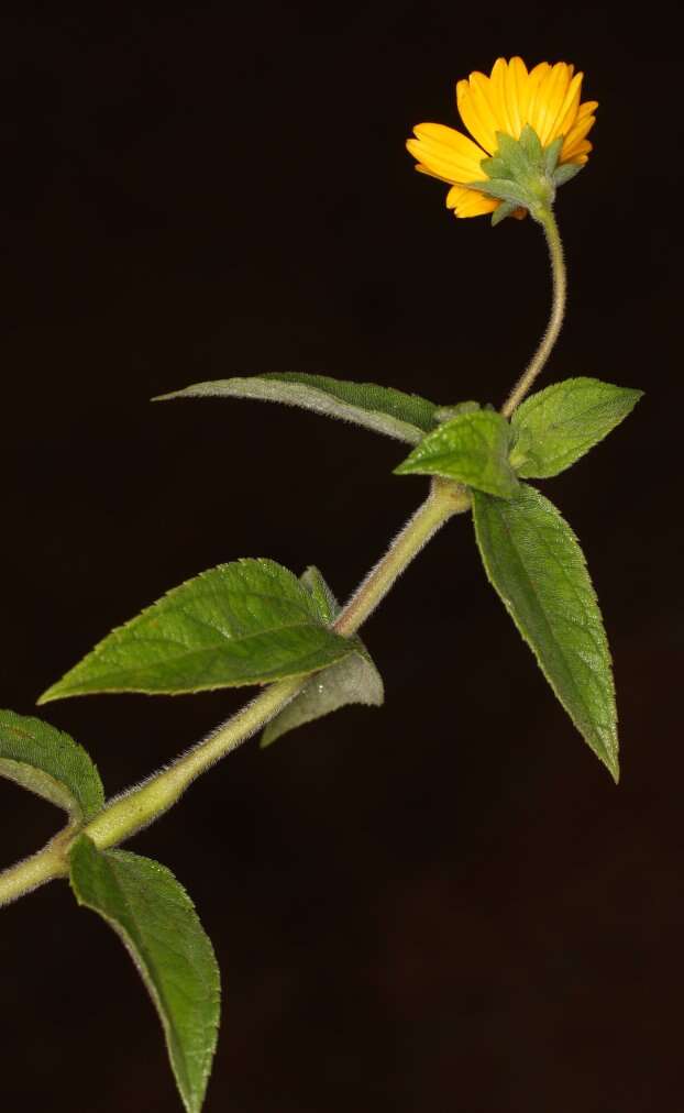 Image of Aspilia africana (Pers.) C. D. Adams