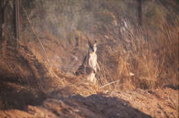 Image of Agile Wallaby