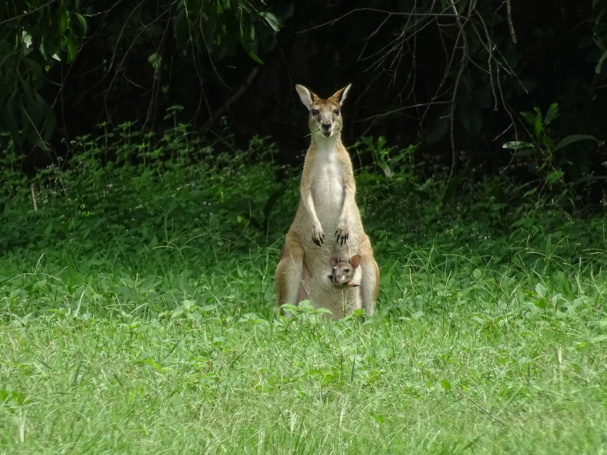 Image of Agile Wallaby