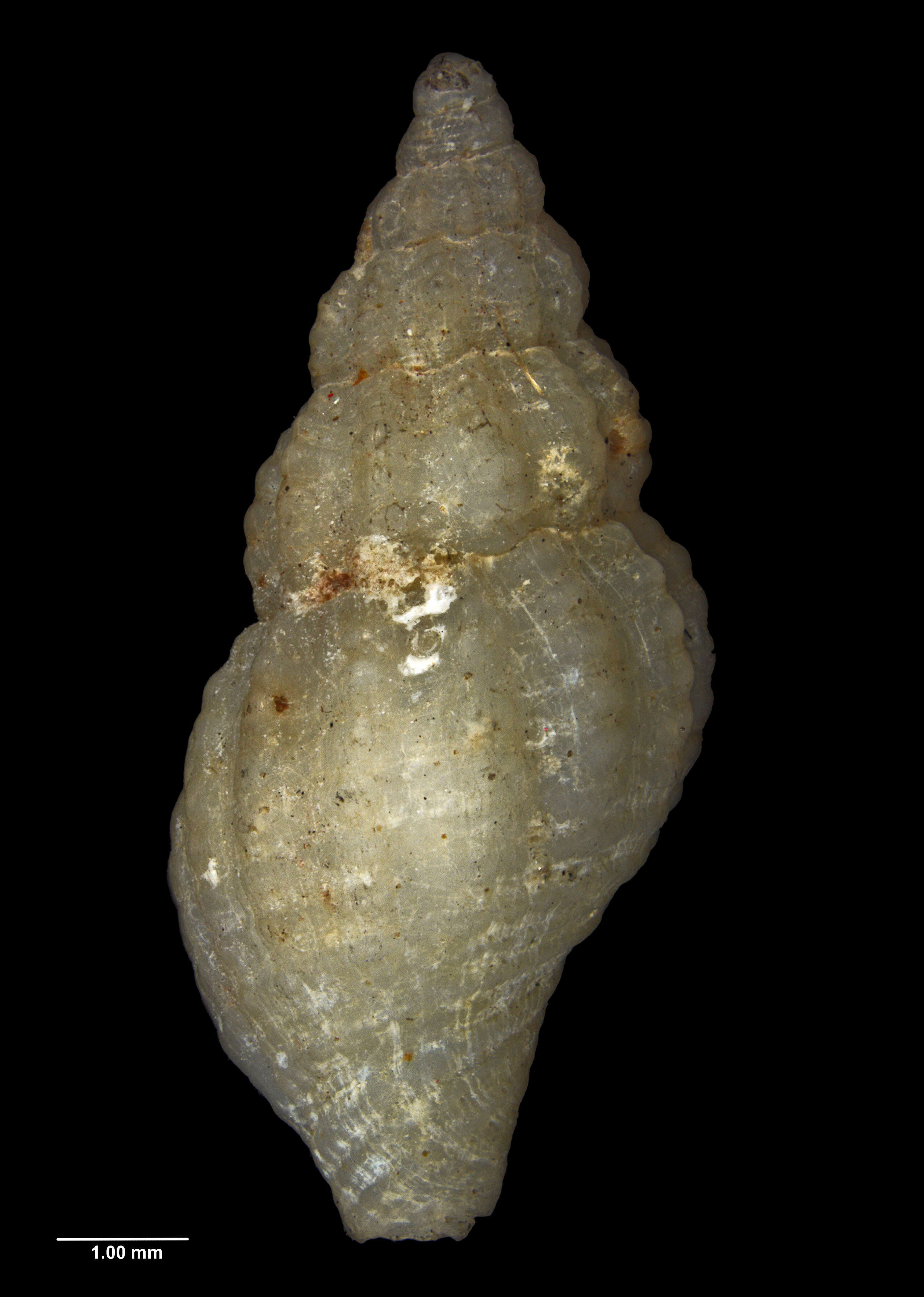 Image of Euthrenopsis Powell 1929