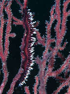 Image of Pleurolidia juliae Burn 1966