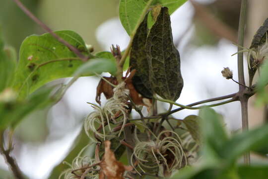 Image of Clematis javana DC.