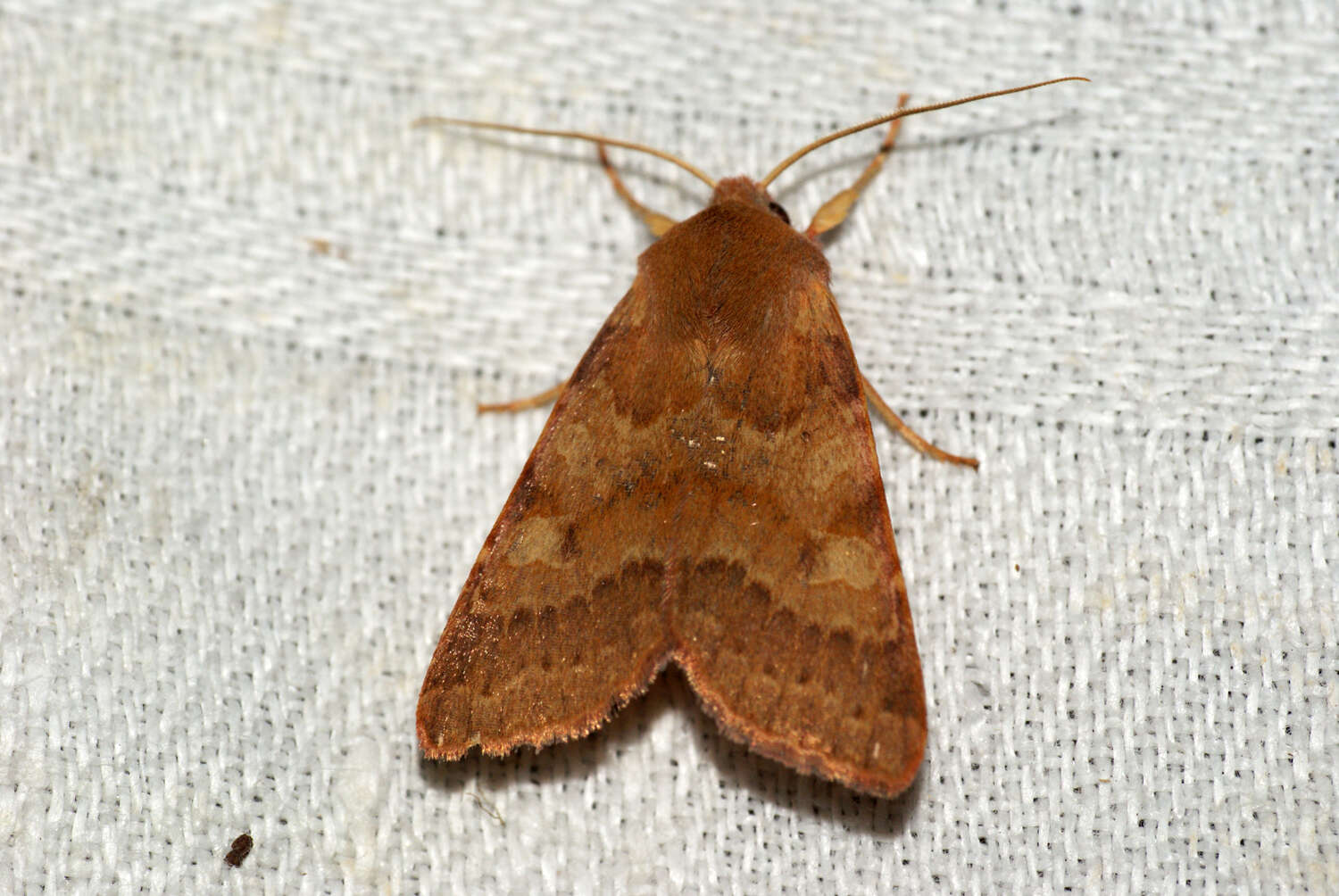 Image of flounced chestnut