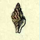 Image of Daphnella marmorata Hinds 1844