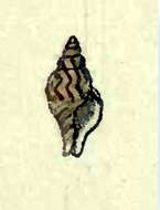 Image of Daphnella marmorata Hinds 1844