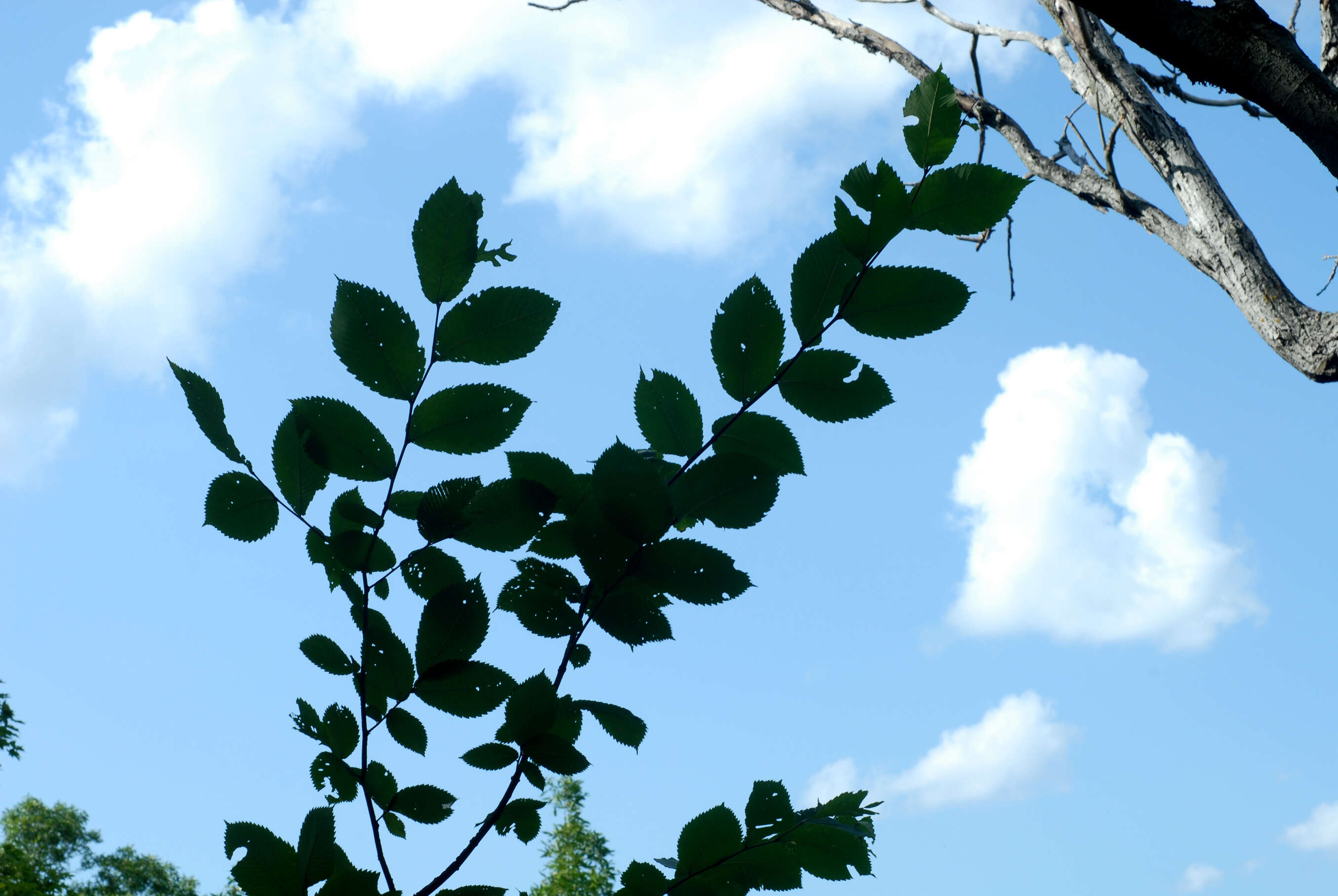 Image of cork elm