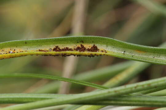 Puccinia liliacearum Duby 1830的圖片