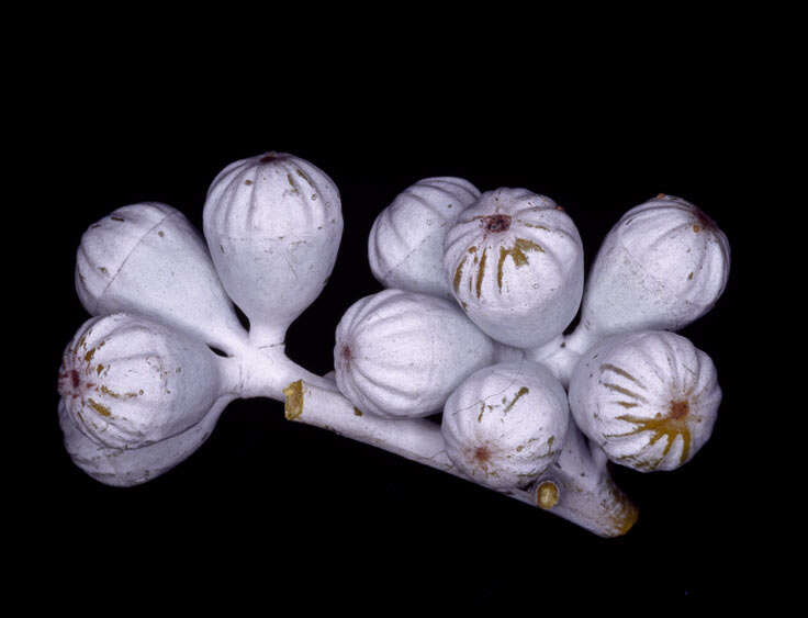 Image of Eucalyptus canescens D. Nicolle