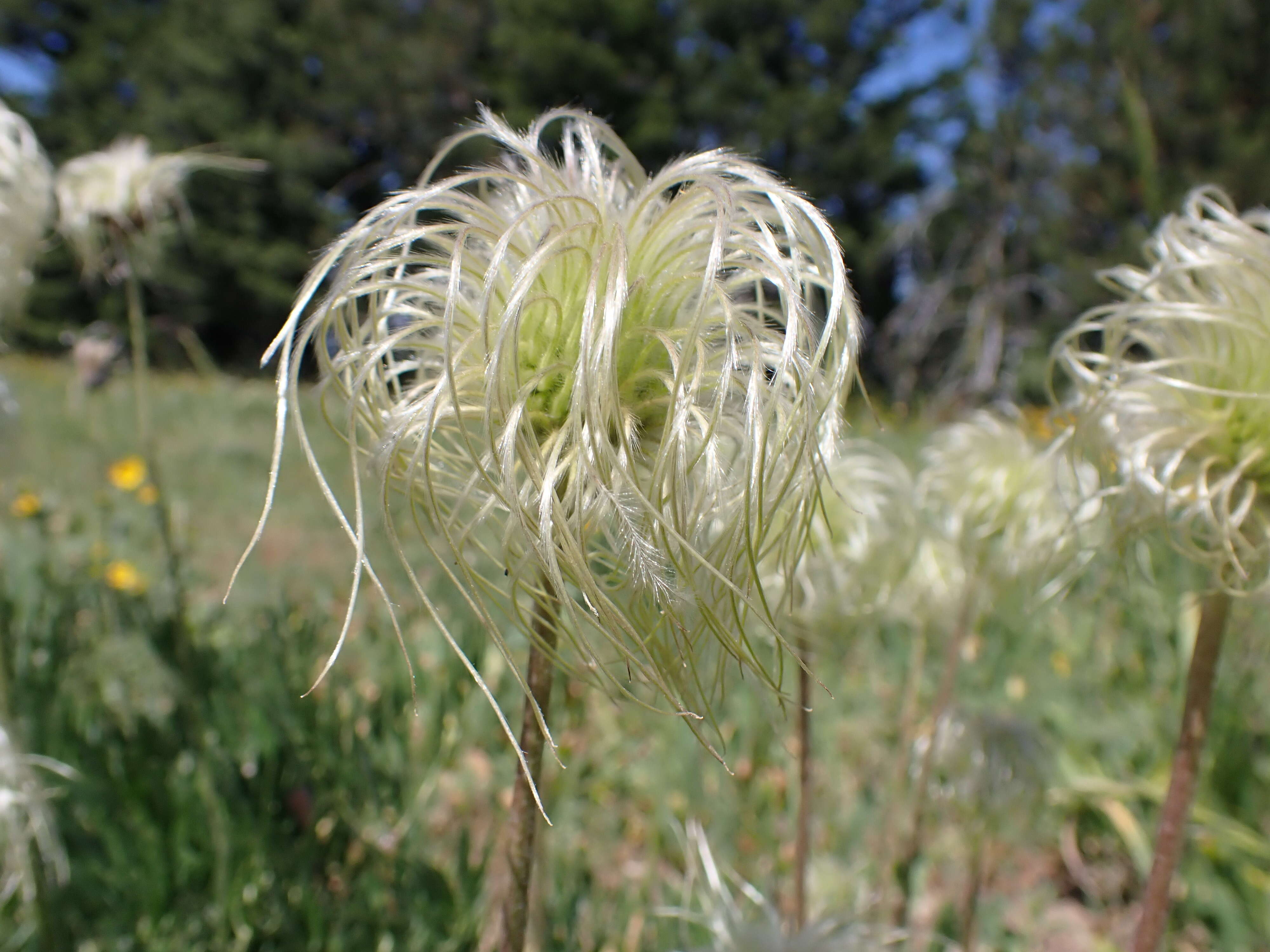 Image of hairy clematis