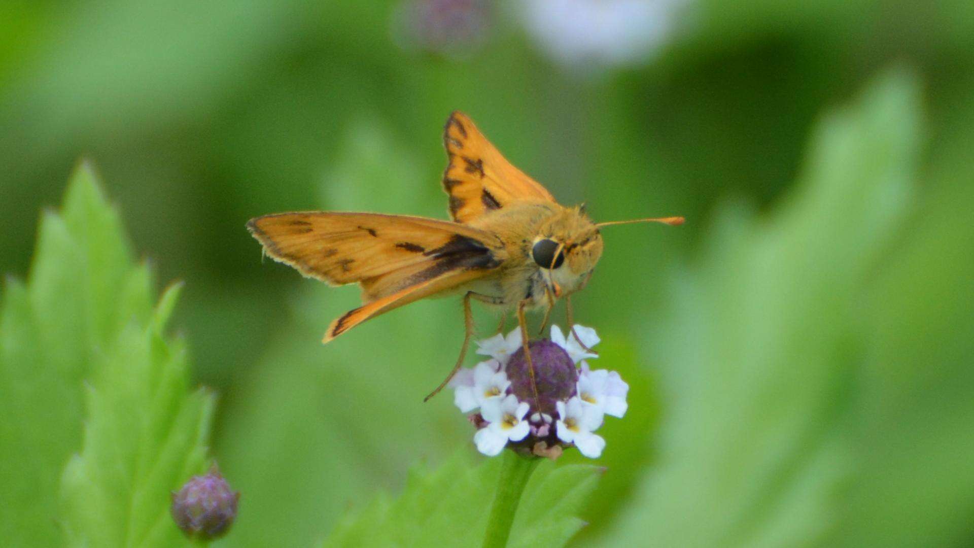 Image of Hylephila phyleus