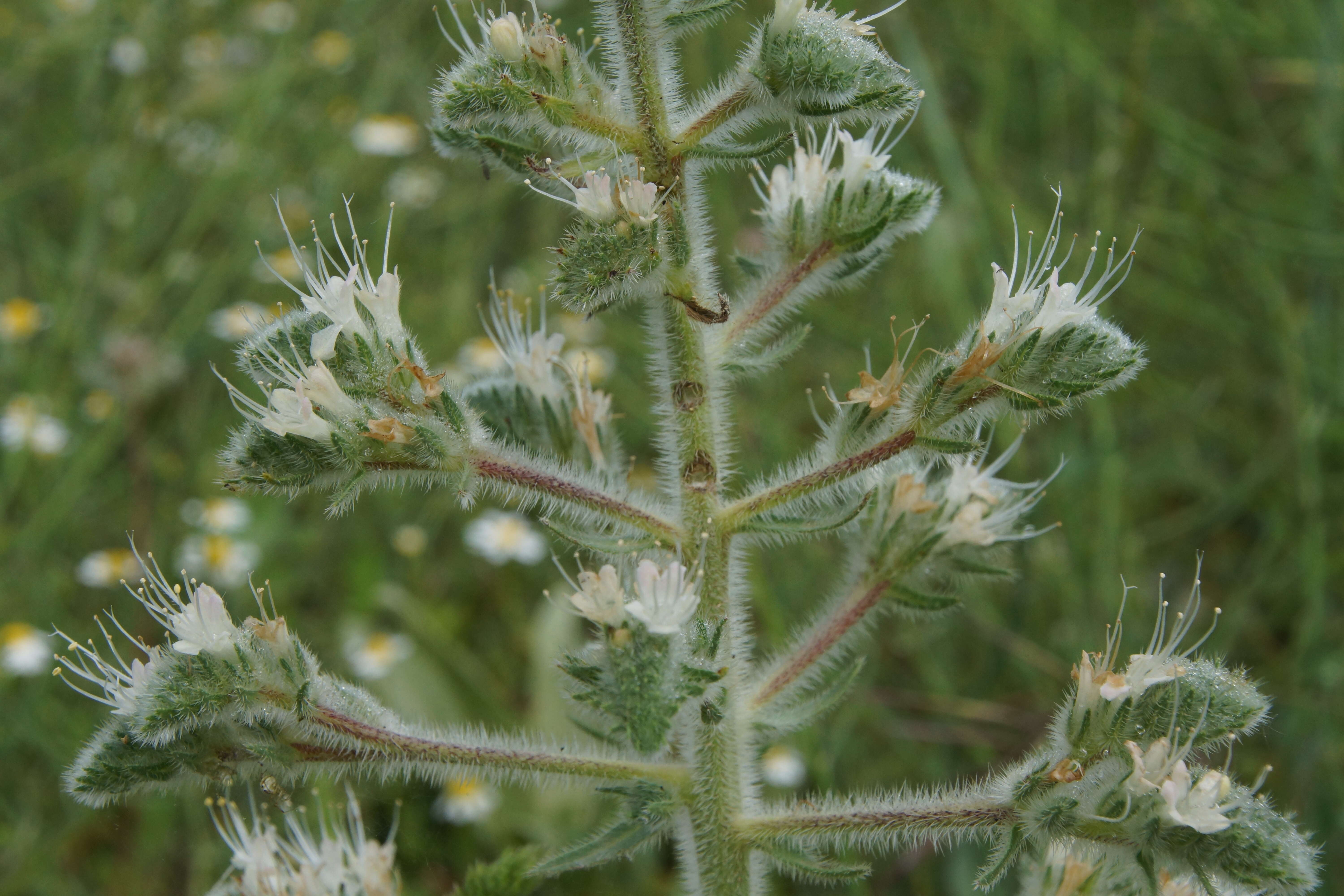 Echium italicum L.的圖片