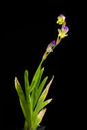 Imagem de Sparaxis villosa (Burm. fil.) Goldblatt